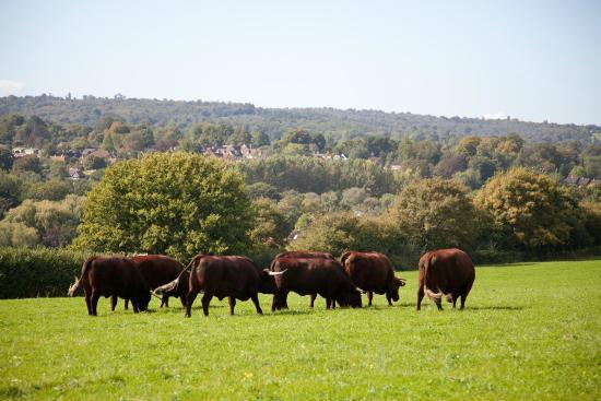 High Weald Area of Outstanding Natural Beauty