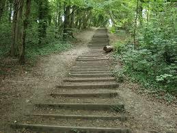 Friston Forest