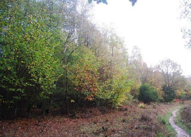 Fore Wood