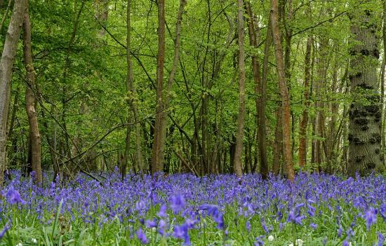 Abbots Wood